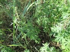 Leonurus glaucescens