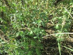 Leonurus glaucescens