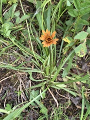 Agoseris aurantiaca