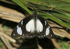 Papilio dardanus cenea