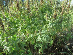 Leonurus glaucescens