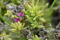 Delosperma