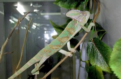 Chamaeleo calyptratus