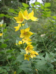 Lysimachia punctata