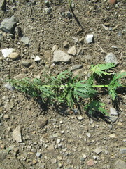 Leonurus glaucescens