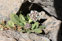Valeriana nivalis