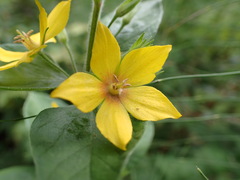 Lysimachia punctata