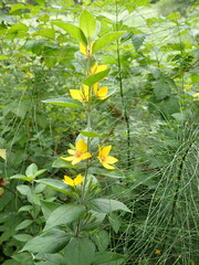 Lysimachia punctata