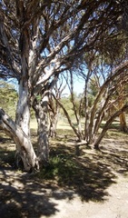 Melaleuca halmaturorum