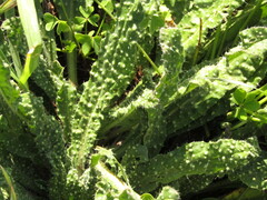 Helminthotheca echioides