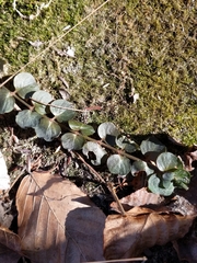 Lysimachia nummularia