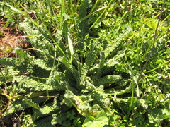 Helminthotheca echioides