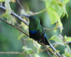 Eulampis holosericeus