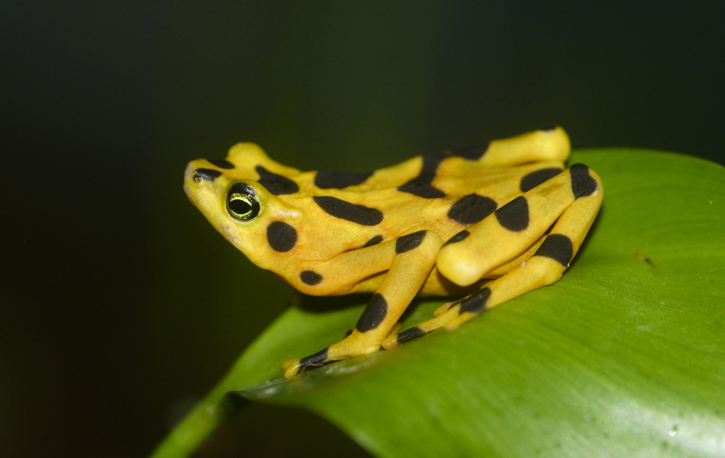 Panamanian Golden Frog - Photo (c) Brian Gratwicke, some rights reserved (CC BY)