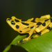 Panamanian Golden Frog - Photo (c) Brian Gratwicke, some rights reserved (CC BY)