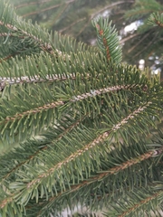 Abies nordmanniana