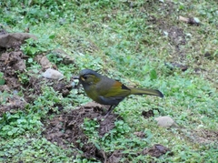 Liocichla steerii