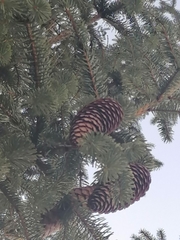 Abies nordmanniana