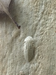 Ledromorpha