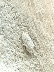 Ledromorpha