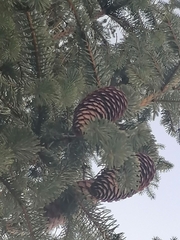 Abies nordmanniana