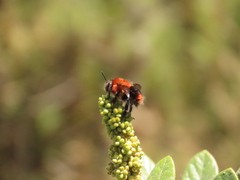 Bombus rubicundus