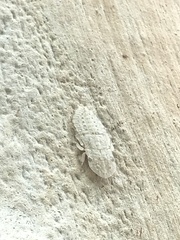 Ledromorpha