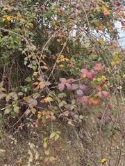 Rubus ulmifolius