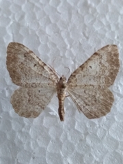 Camptogramma scripturata