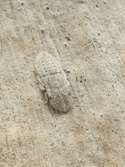 Ledromorpha