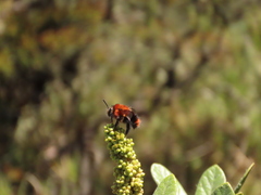 Bombus rubicundus