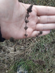 Marrubium peregrinum