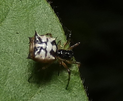 Micrathena picta
