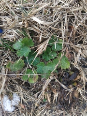 Ranunculus constantinopolitanus
