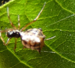 Micrathena picta
