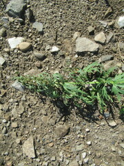 Leonurus glaucescens