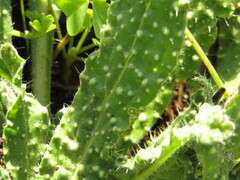 Helminthotheca echioides