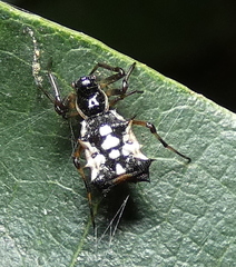 Micrathena picta