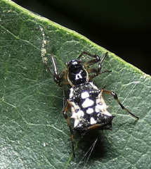 Micrathena picta