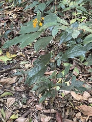 Crossandra infundibuliformis