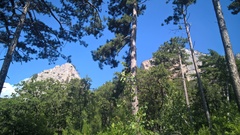 Pinus nigra pallasiana