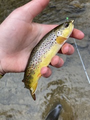 Salmo trutta fario