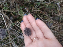 Clinopodium caucasicum