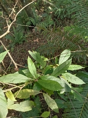 Decaneuropsis gratiosa