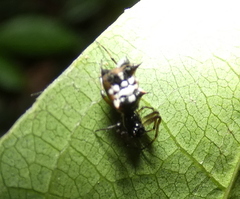 Micrathena picta