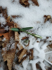 Galanthus plicatus