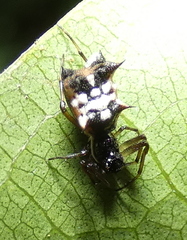Micrathena picta