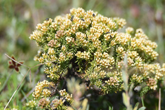 Helichrysum asperum