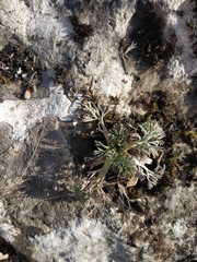 Seseli gummiferum