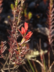 Castilleja integrifolia